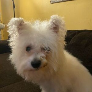 Meet your Posher, Howie